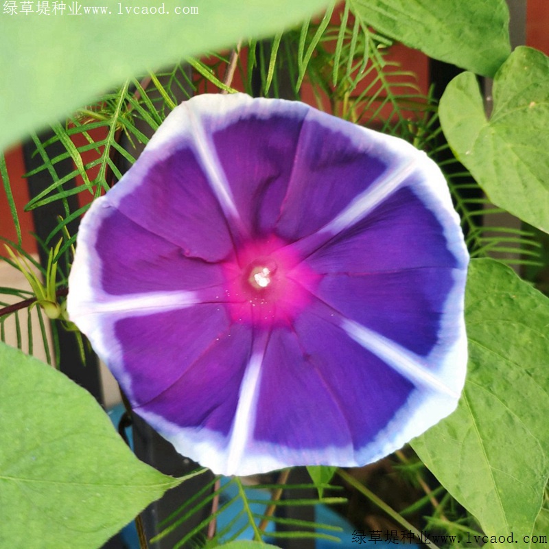 牽?；? width=