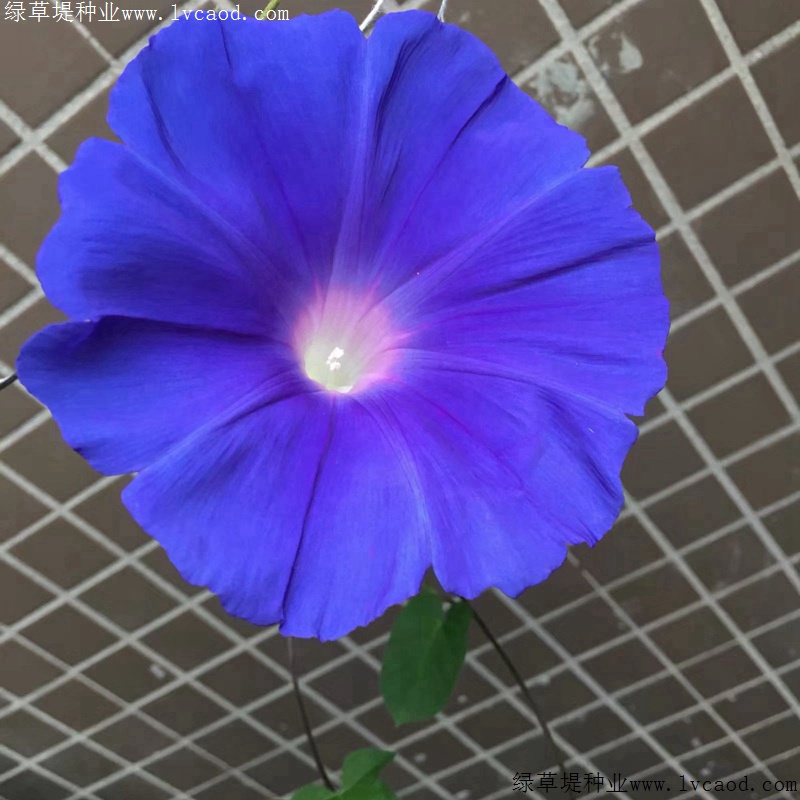 牽?；? width=