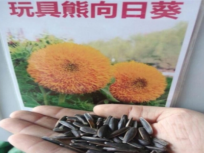 玩具熊矮向日葵種子能吃嗎？