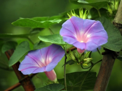 牽牛花種子幾天發(fā)芽出苗？